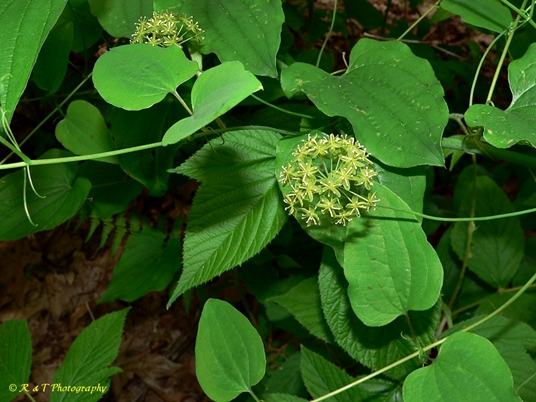 {Smilax herbacea}